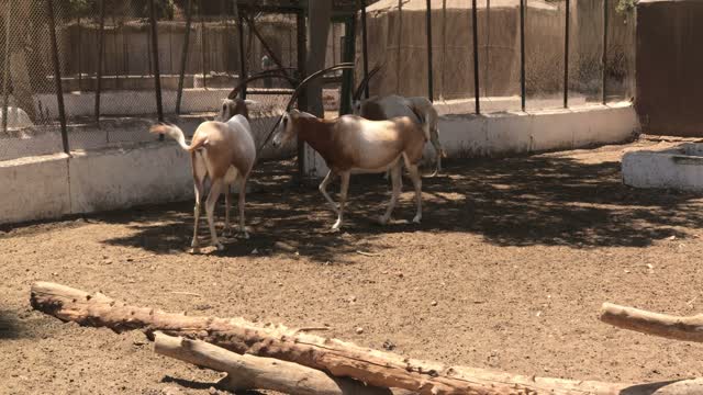 Scimitar Oryx