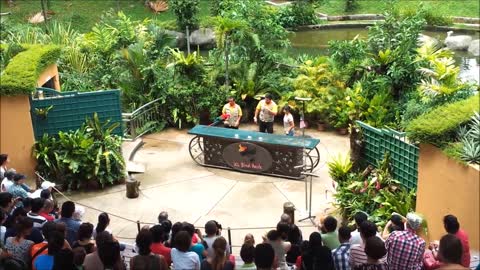 Malaysia Zoo Bird talent Show