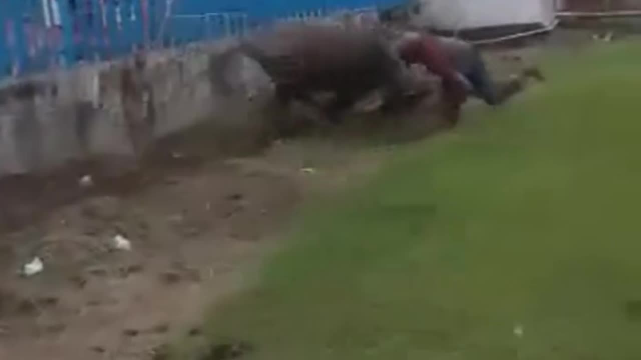 The funniest video of a cow going berserk in Indonesia