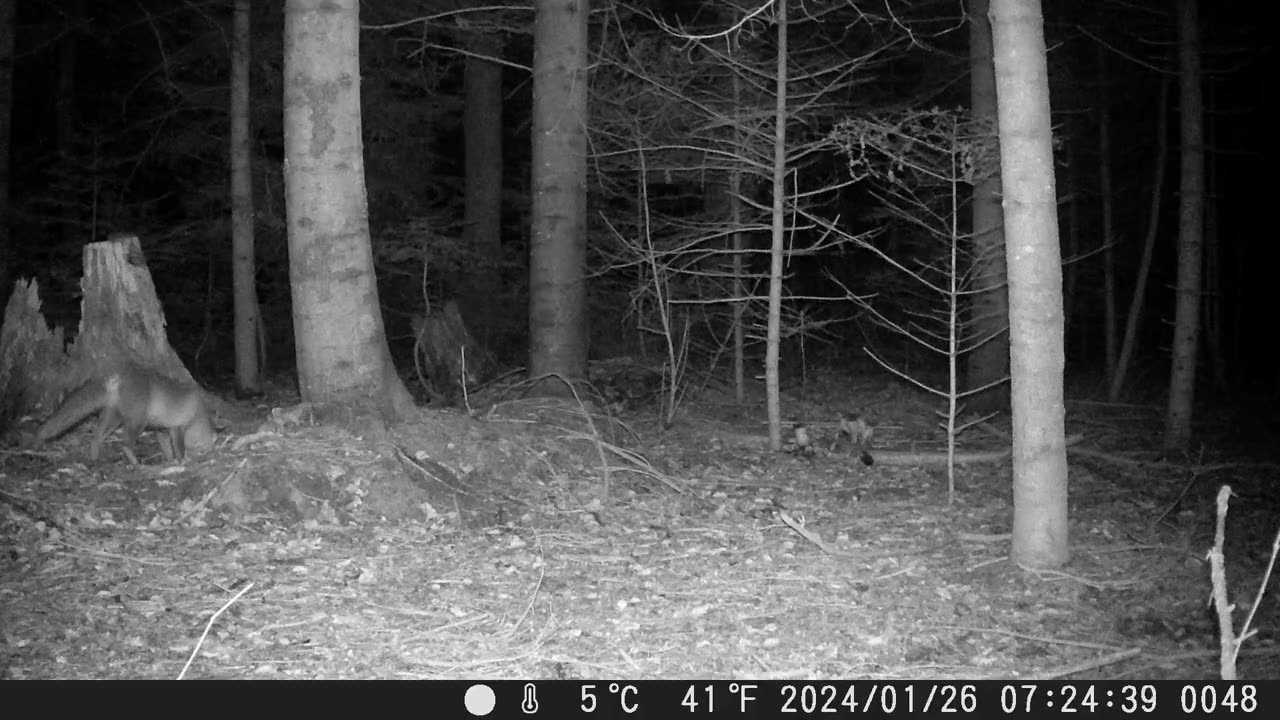 Fox in a Swiss forest - Fuchs in einem Schweizer Wald