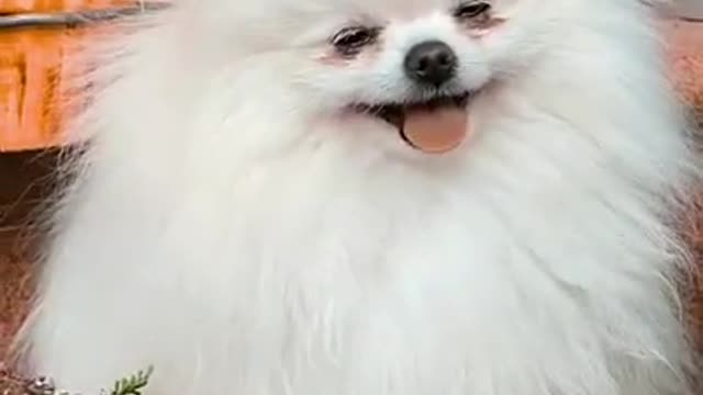 Dog Video-Cute Dog Funny Vidoes