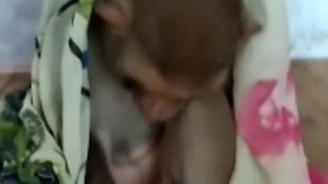 Monkey Viral video