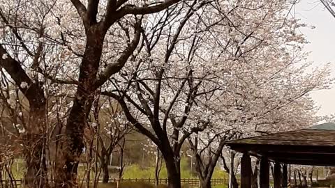 Martyr's Mountain Shrine(치명자성지, 2021/3/29)-2