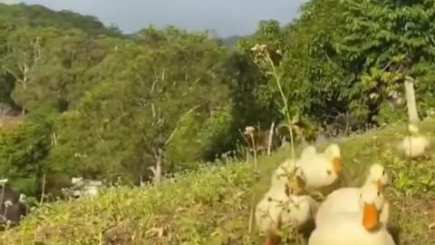Cute little duck