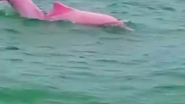 Pink dolphin