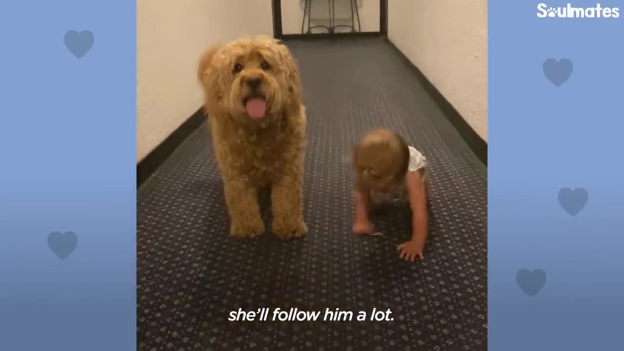 Dog Teaches His Baby Sister How To Crawl | The Dodo Soulmates