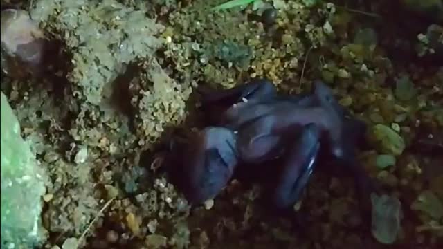 Baby bat - bat kid || baby bat rescue video || bat .....