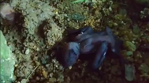 Baby bat - bat kid || baby bat rescue video || bat .....