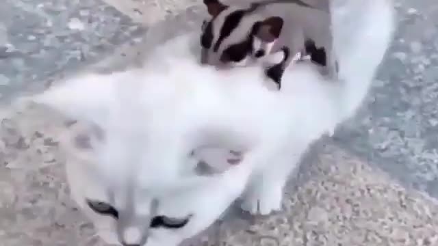 Cute cat have her partner