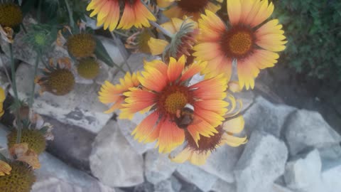 Gaillardia and bumblebee