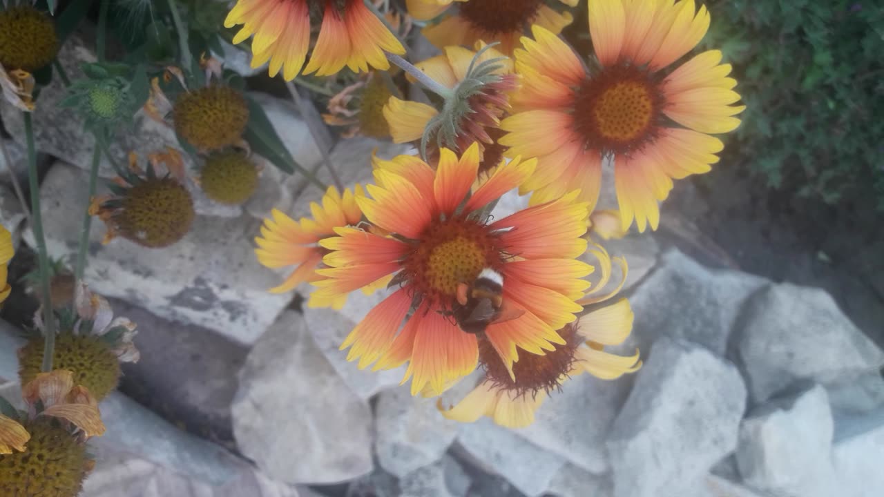 Gaillardia and bumblebee
