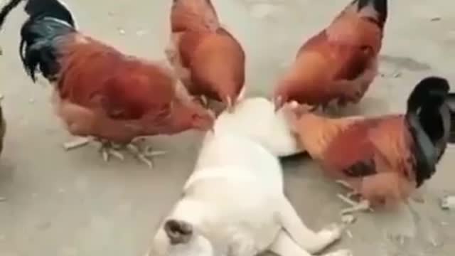 How To Care For A Dog's Hair
