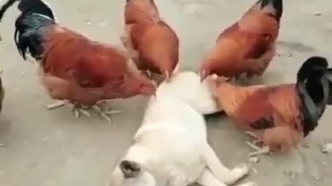 How To Care For A Dog's Hair
