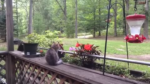 Watch Funny Animals Compilation