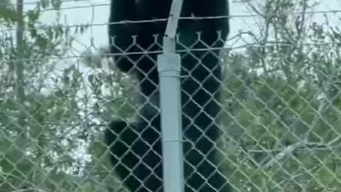 This one black bear is so powerful it could run through a wire mesh