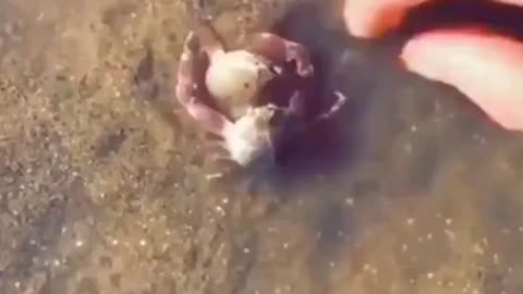 Male Crab Protects Female