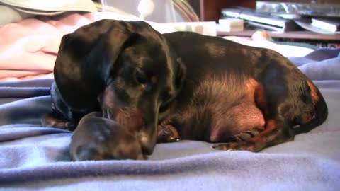 Dachshund Puppy Birth