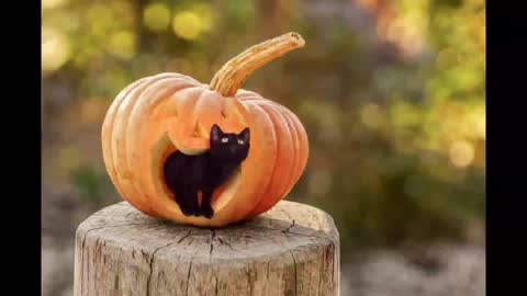 Cat backpack bag joke suddenly get-out funny and on pumpkin