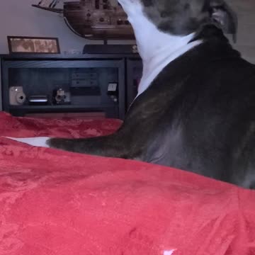 Sing along with Bruno the pit bull