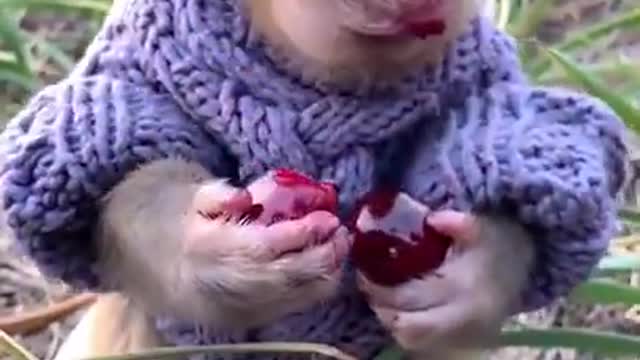 Cute Baby Monkey lifestyle living at home