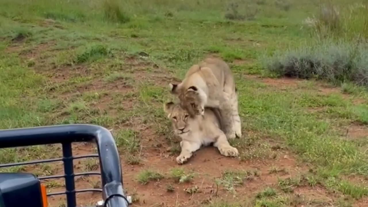 Inquisitive Young Lioness Siblings 🦁