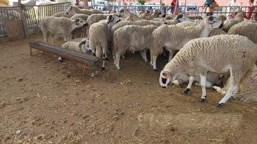 MOUTON AÏD AL ADHA, OU AÏD EL KEBIR