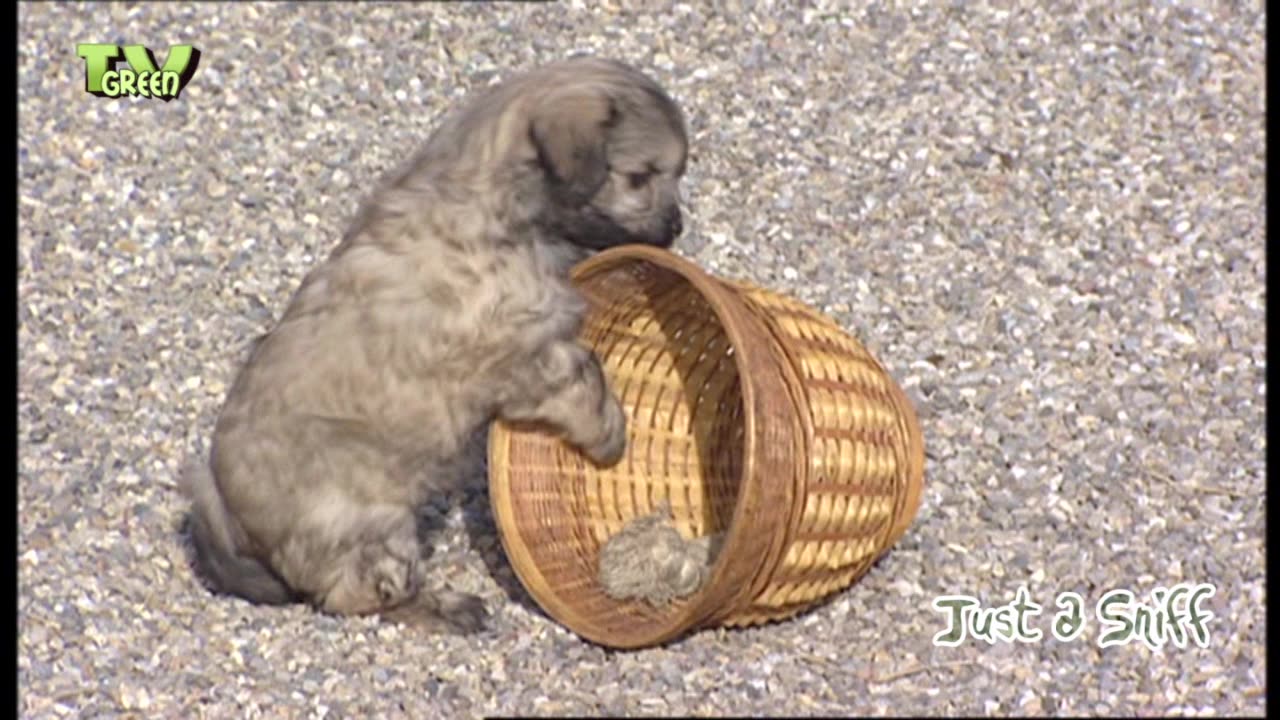 Petit chien lion - little lion dog puppies - leeuwhondje