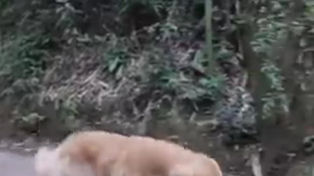 How dogs are more loyal humans sometimes!