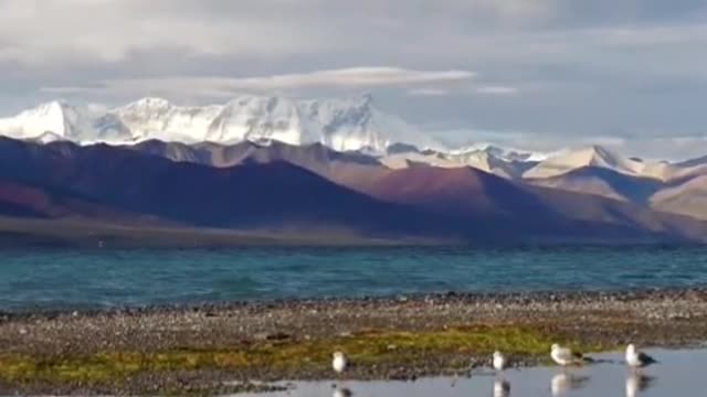 Shoals of seabirds by the lake, flying themselves, beautiful