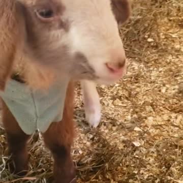 funny|prank|jokes|funny jokes|dad jokes|funny memes|funny video|fun|laughing|funny animal|knock