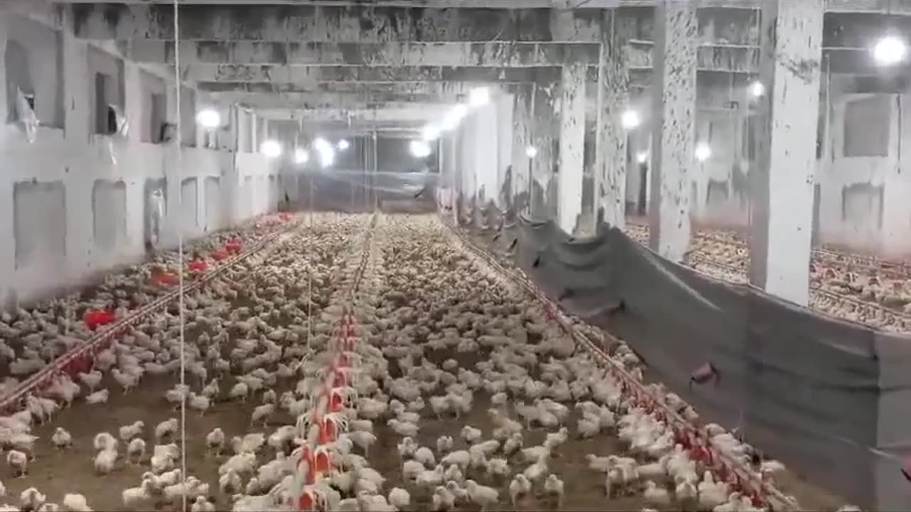 Broiler Chickens