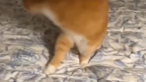 That one reason cats never catch tai