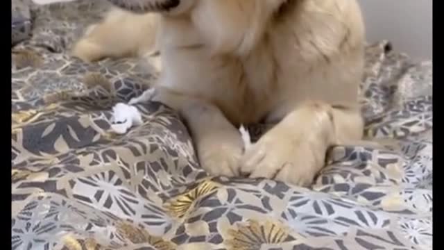 dog funny #shorts 2022