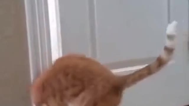 Funny clips of cats are very funny