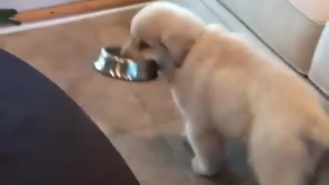 So Cute Puppy _ Hungry_ Golden retriever [smart puppy]