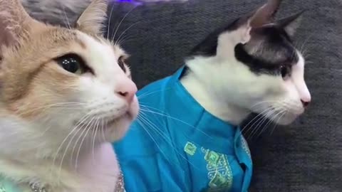 Best cats copple