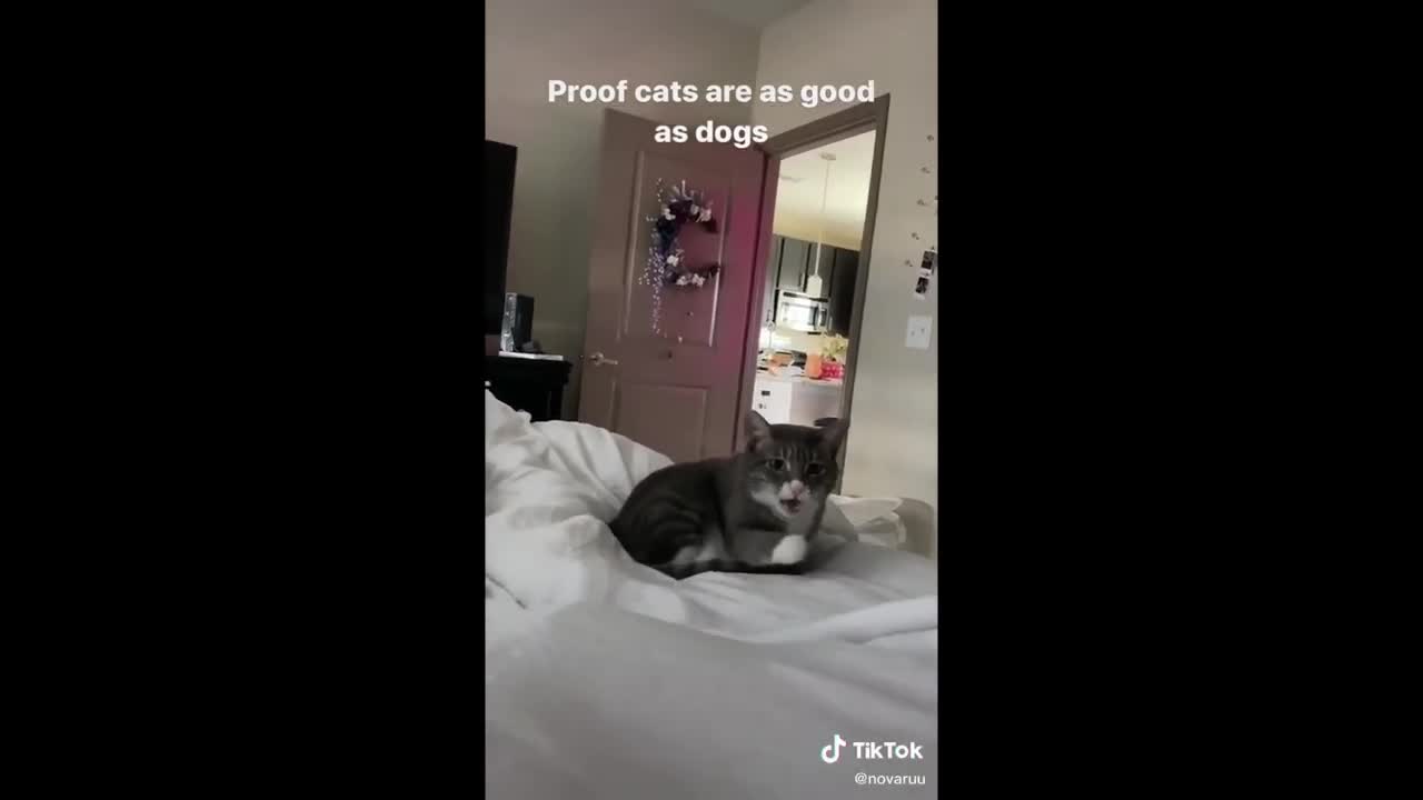 tik tok funny pets...