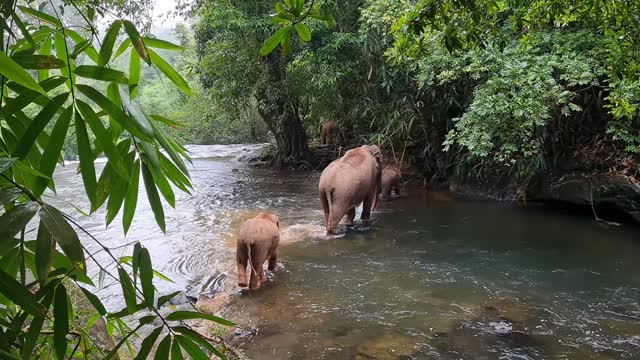 Elephant is crossing the river with his cub