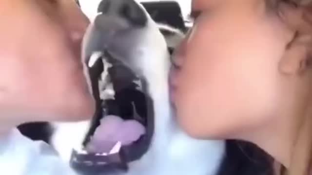 Husky loves his kisses