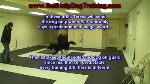 dog training