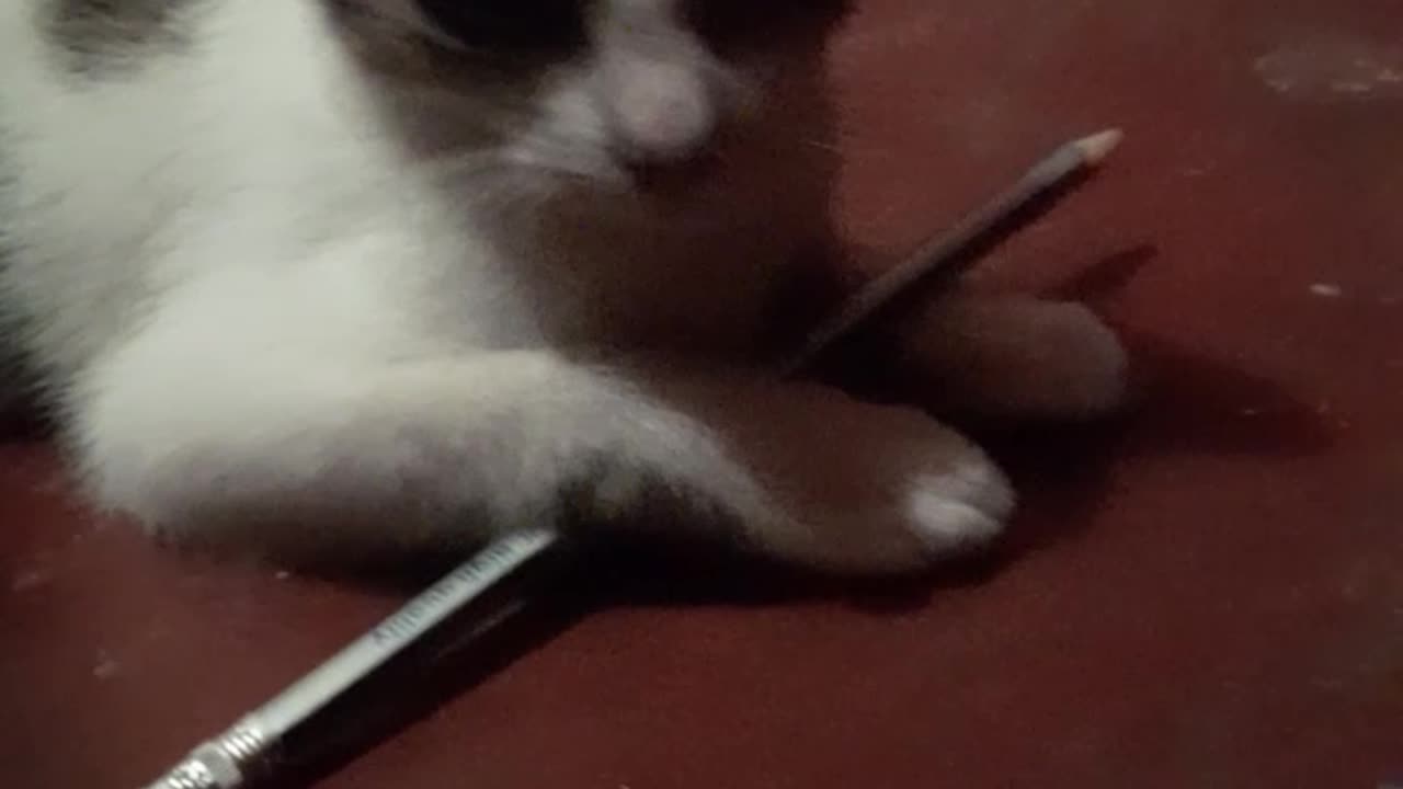 Smartest Cat Ever? My Cat Uses a Pencil Like a Scholar!