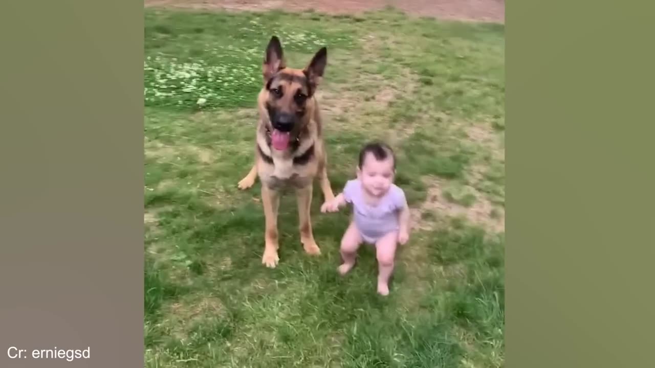 Funny animal video