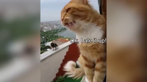 https://rumble.com/v3og3lz-funny-cartoon-funny cats-funny dogs-video.html