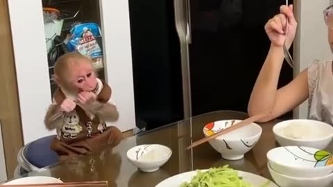 Baby Monkey