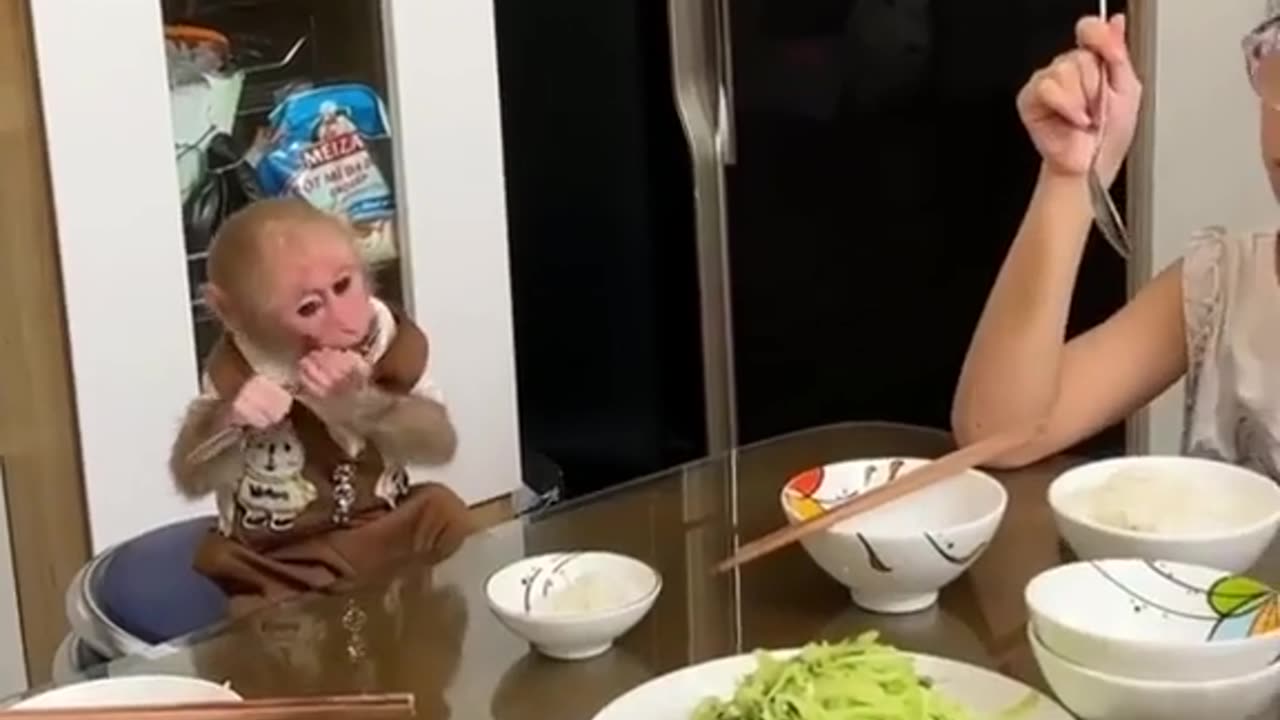 Baby Monkey