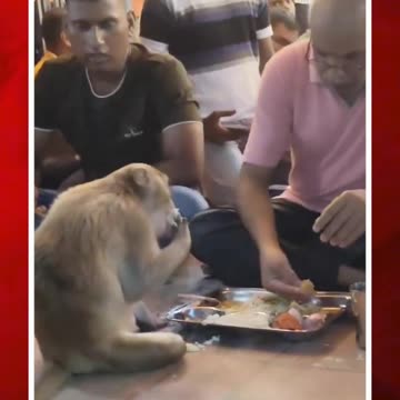 పెద్దాయన ప్లేట్ వద్దకొచ్చిన కోతి.. ఆ తర్వాత.. #monkey eating food in #temple #cutevideo | FBTV NEWS
