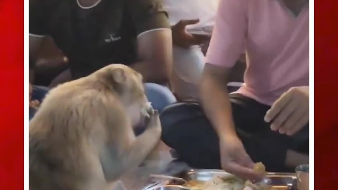 పెద్దాయన ప్లేట్ వద్దకొచ్చిన కోతి.. ఆ తర్వాత.. #monkey eating food in #temple #cutevideo | FBTV NEWS