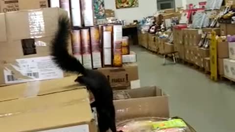 Squirrel Surprises Shopper Inside Store