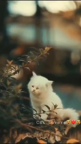 Cat lovers ❤️😍 beautiful white cat