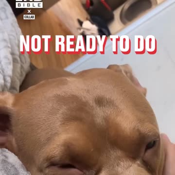 Dogs ears wait for 'walk' 👀